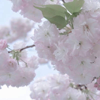 杭锦后旗FurryQQ群